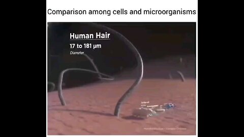 size comparison of human hair vs microorganisms and covid 19 and you thought your mask helped?? haha