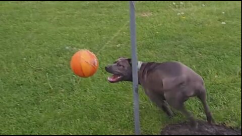 Funny Pit Bull try to Catch Ball