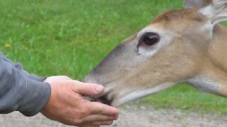 Deer eating vegetable thins from hands