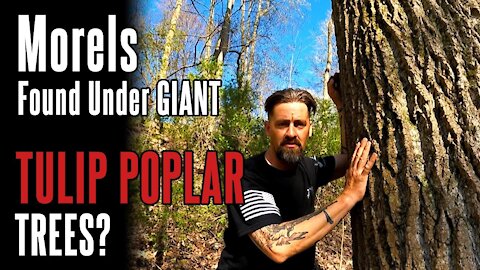 Morel Tree #3: Tulip Poplar (2021) | Identifying Trees in Morel Season | Foraging in Appalachia