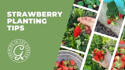 STRAWBERRY Planting Tips