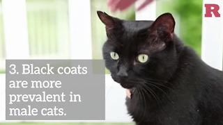 Facts to know about black cats | Rare Animals