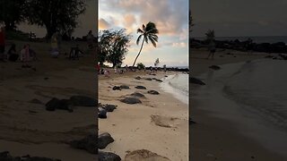 Sea Turtles chillin on the Beach | Kauai | Hawaii Travel #shorts #short