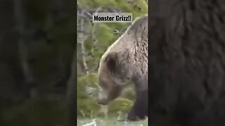 Monster Grizz! #Grizzly #grizzlybear #bear #wyoming #hunting #shortsvideo #shortsfeed #wild #nature
