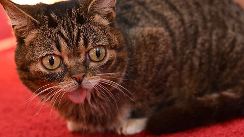 Internet Cat Sensation Lil BUB Has Died