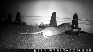 RATS UNDER FLOOR! Rats get confident with Black Cat Rat Traps!
