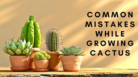 Mistakes While Growing Cactus