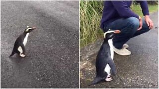 Pinguim amigável brinca com pessoas na Nova Zelândia