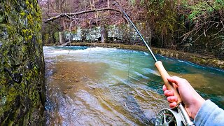 The HUNT for a GIANT Brown Trout (Creek Fishing!!)