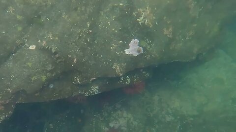 Snorkeling in Ketchikan Alaska