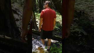 Hiking In Lush Green Forests With Running Creek #hiking #shorts #short