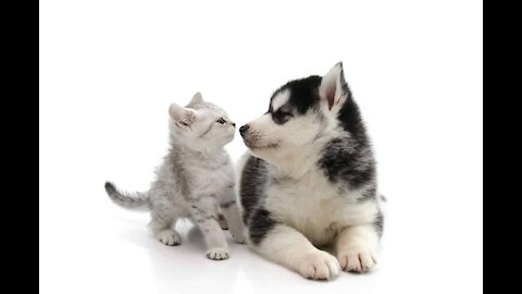 Lovely relationship husky and cat😻