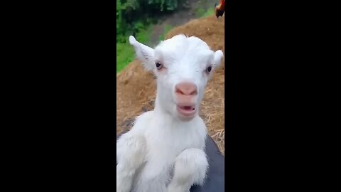 cute goat 🐐