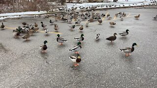 Whole Lotta Ducks