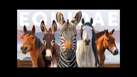 All 9 Equid Species & 9 Beautiful "Wild" Horses