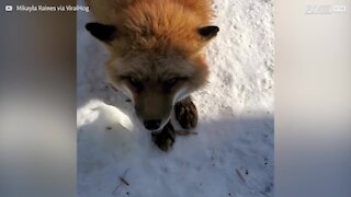 Conheça Finnegan, a raposa amigável