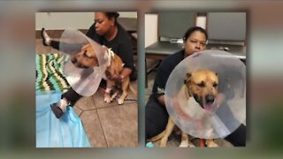 East Cleveland couple says officer 'overreacted' when he shot their family dog
