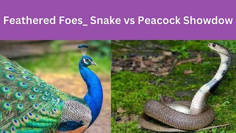 Feathered Foes_ Snake vs Peacock Showdow