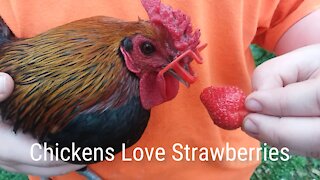 Feeding Our Chickens Strawberries