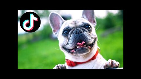 Super FUNNY DOG Videos from TikTok! #8 🐶 | Dog Lovers | SHORT & FUNNY Videos 🤣
