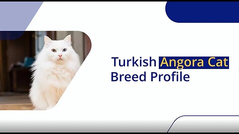 Turkish Angora Cat Breed Profile: Your Complete Guide to These Majestic Felines