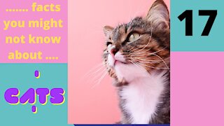 Amazing Facts You Might Not know About Cats - Part 17 of 25