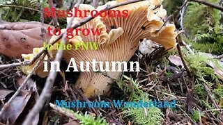 What are the First Mushrooms to grow in the forest (of PNW)