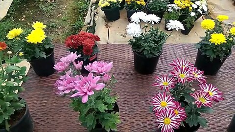 Growing techniques of Chrysanthemums