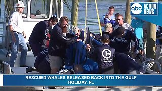 Rescued pilot whales released back into the Gulf