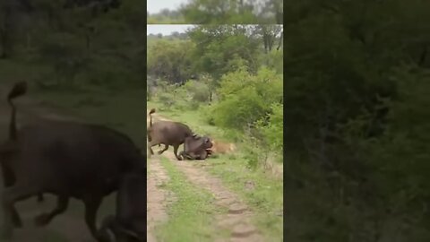 Buffalo Throws Lion In The Air / Wildlife at its Best