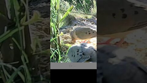 2 Doves🕊️🕊️ on a dinner date #cute #funny #animal #nature #wildlife #trailcam #farm #homestead
