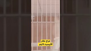 فراخ طائر كاليبسيت لاتينو