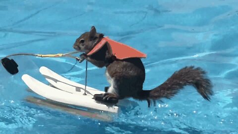 Nautical show presented by this squirrel balancing on a board.