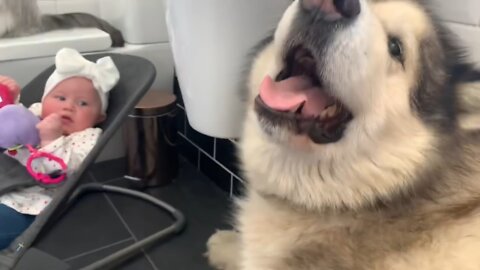 Giant Sulking Dog Hates Bath Time And Does Everything To Avoid It (Cutest Doggo!!)