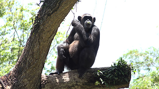 Monkey on a tree with funny actions in the zoo - 4k high-quality nature videos