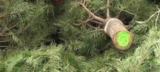 Warning about real Christmas trees