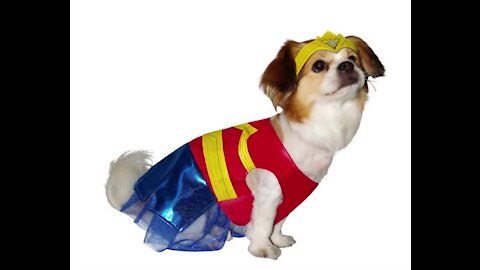 Pet owners say they will dress their animals this Halloween