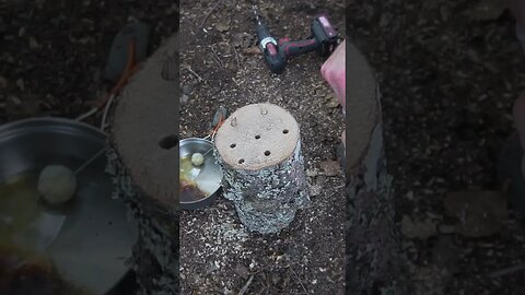How to Grow Mushrooms on Logs!
