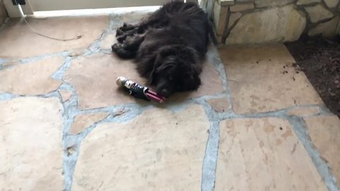 Guilty Newfoundland commits gruesome Nutcracker massacre