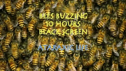 Sleep, Study, Relax, Write, or Do Homework - Bees Buzzing Black Screen