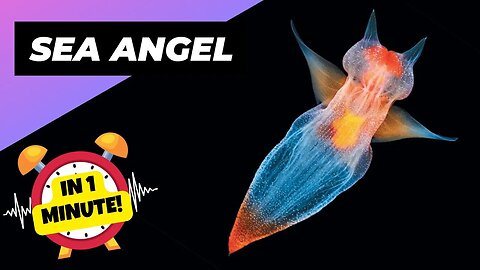 Sea Angel - In 1 Minute! 😈 Cute Creature, Dark Intentions! | 1 Minute Animals