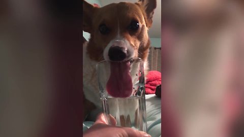 "Cute Corgi Dog Drinks Water Out of a Glass"