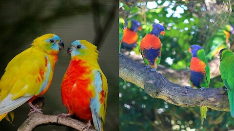 Wild Colourful Birds Collection Video complication