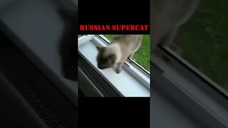 Amazing Cat jumps higher then anyone thought possible!!!!