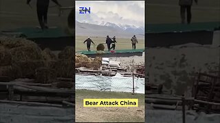 A bear chased police on roof top in china #shorts #china