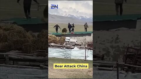 A bear chased police on roof top in china #shorts #china