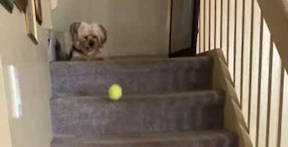 Dog plays fetch on his own