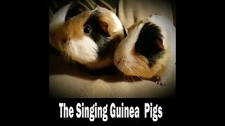 My Singing Guinea Pigs.