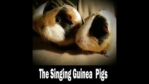 My Singing Guinea Pigs.