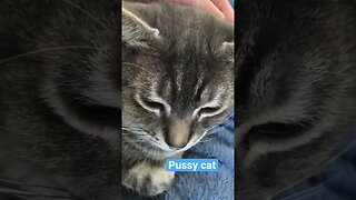 Pussy cat